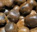 آزادسازی قدرت کریستال برونزیت (Bronzite)