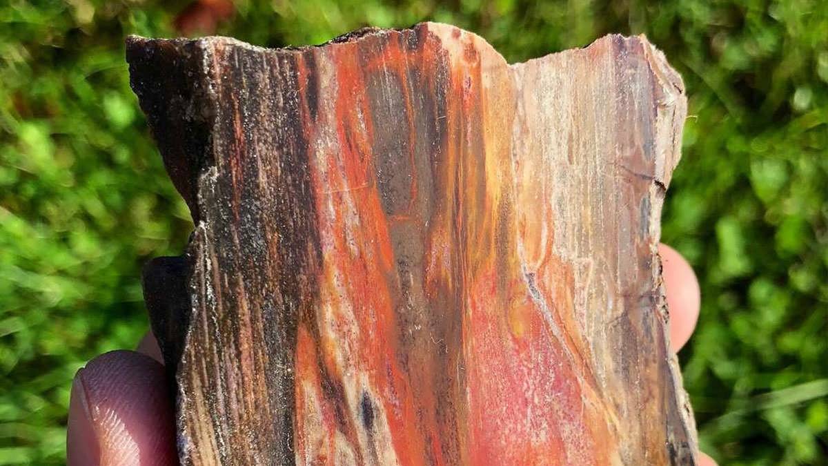 خواص شفابخش سنگ چوب فسیل شده (Petrified Wood)
